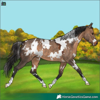 Horse Color:White Spotted Brown Dun 