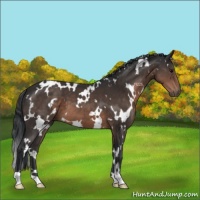 Horse Color:White Spotted Brown 