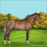 Horse Color:Silver Brown Rabicano 