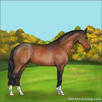 Horse Color:Brown 