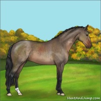 Horse Color:Brown Dun