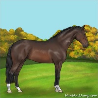 Horse Color:Brown 
