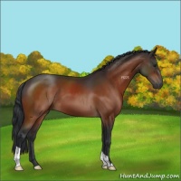 Horse Color:Brown 