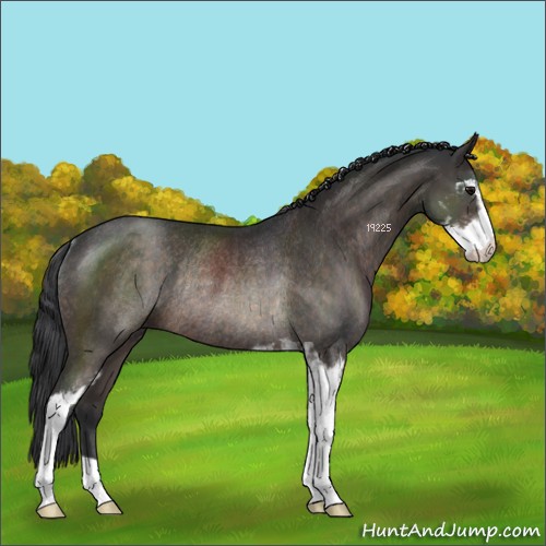 Horse Color:Brown Sabino Rabicano