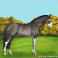 Horse Color:Brown Sabino Rabicano 