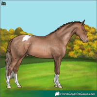 Horse Color:Brown Pearl Appaloosa