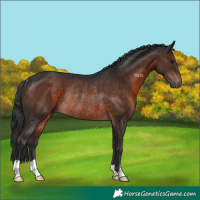 Horse Color:Brown Rabicano 