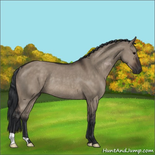 Horse Color:Brown Dun Rabicano