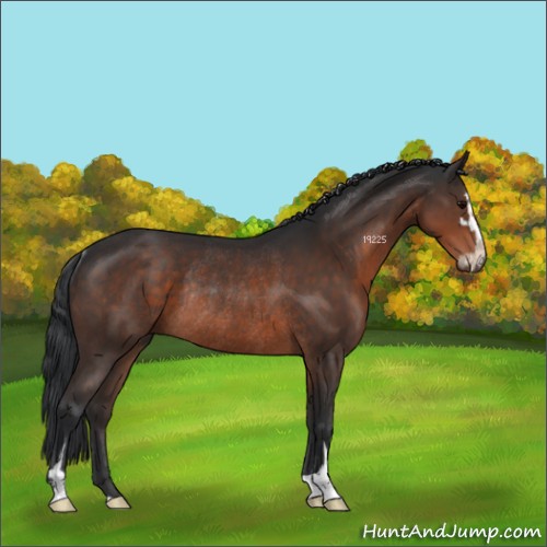 Horse Color:Brown Sabino Rabicano