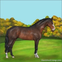 Horse Color:Brown Sabino Rabicano