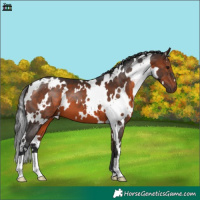Horse Color:White Spotted Brown 