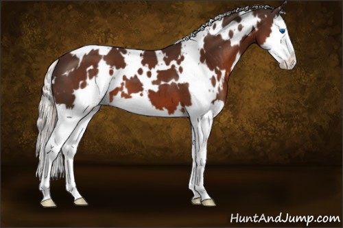Horse Color:White Spotted Silver Brown Splash 