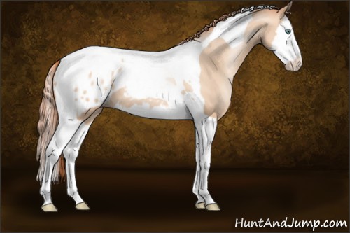 Horse Color:Sable Champagne Pearl Splash Tobiano Appaloosa 