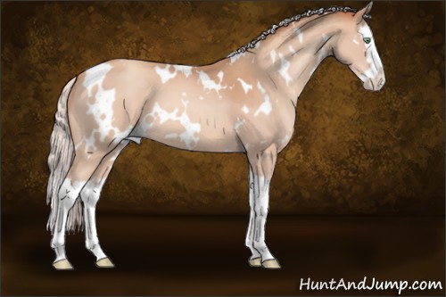 Horse Color:White Spotted Silver Sable Champagne Splash 