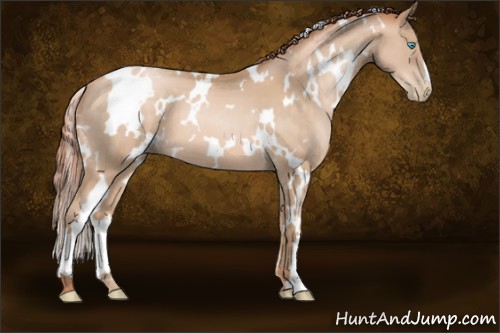 Horse Color:White Spotted Buckskin Pearl 