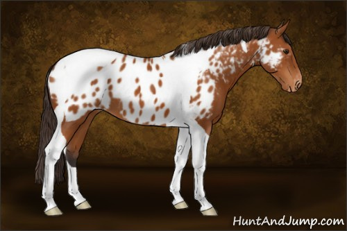 Horse Color:Buckskin Tobiano Appaloosa 