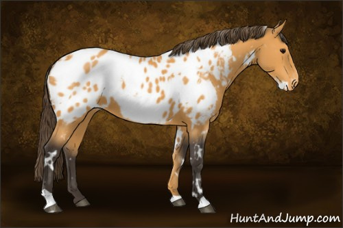 Horse Color:White Spotted Buckskin Appaloosa 