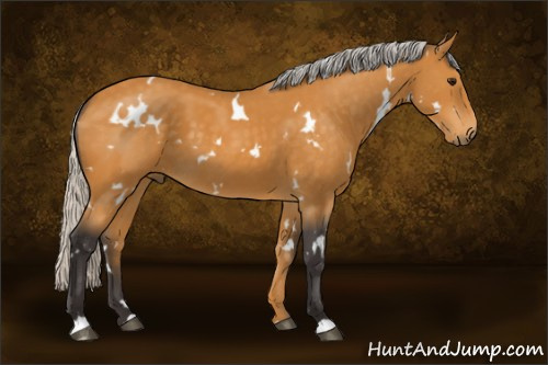 Horse Color:White Spotted Silver Buckskin 