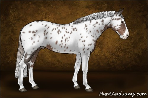 Horse Color:White Spotted Silver Black Splash Tobiano Appaloosa 