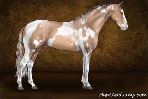 Horse Color:White Spotted Liver Chestnut Pearl Splash Tobiano Appaloosa 