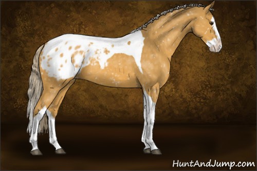 Horse Color:Palomino Splash Tobiano Appaloosa 