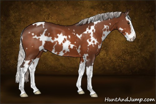 Horse Color:White Spotted Silver Brown Splash 