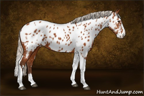 Horse Color:White Spotted Silver Buckskin Splash Tobiano Appaloosa 
