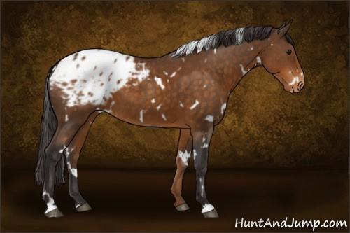 Horse Color:White Spotted Buckskin Appaloosa 