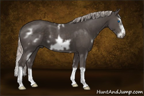 Horse Color:White Spotted Silver Black Splash Frame 
