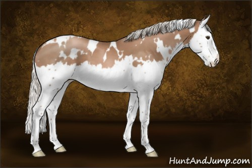 Horse Color:White Spotted Silver Black Pearl Splash 