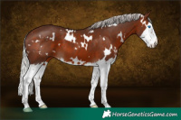 Horse Color:White Spotted Silver Brown Splash 