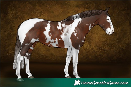 Horse Color:White Spotted Liver Chestnut Splash Tobiano