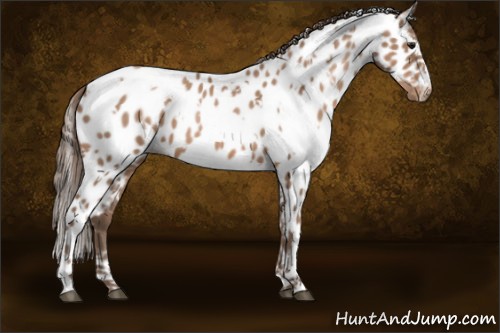 Horse Color:White Spotted Black Pearl Appaloosa 