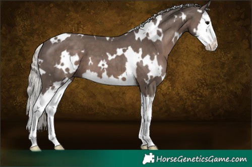 Horse Color:White Spotted Silver Black Splash 