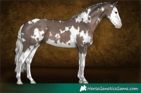 Horse Color:White Spotted Silver Black Splash