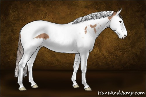 Horse Color:White Spotted Brown Pearl Splash Tobiano 