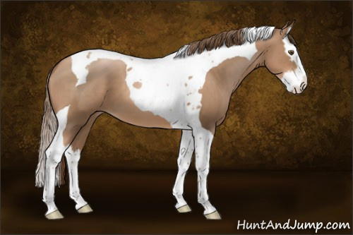 Horse Color:Liver Chestnut Pearl Splash Tobiano 