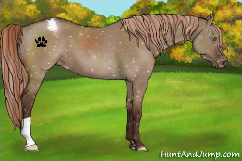 Horse Color:Liver Red Dun Snowflake Varnish