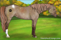 Horse Color:Liver Red Dun Snowflake Varnish