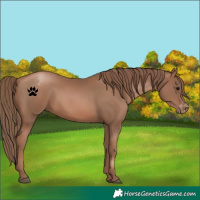 Horse Color:Black Pearl Appaloosa 