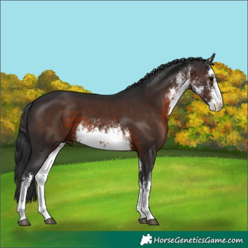 Horse Color:White Spotted Brown 