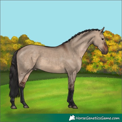Horse Color:White Spotted Brown Dun 