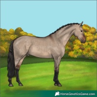 Horse Color:White Spotted Brown Dun