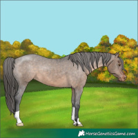 Horse Color:Brown Dun Varnish