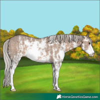 Horse Color:Silver Brown Dun Sabino 