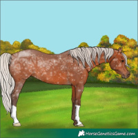 Horse Color:Silver Brown Ice