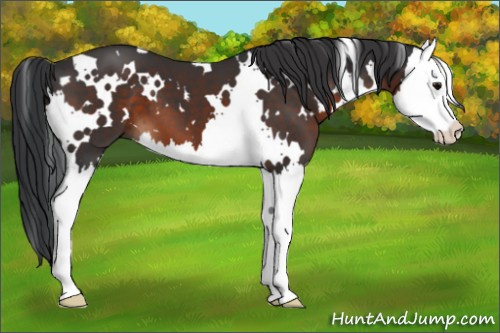Horse Color:White Spotted Brown Splash 