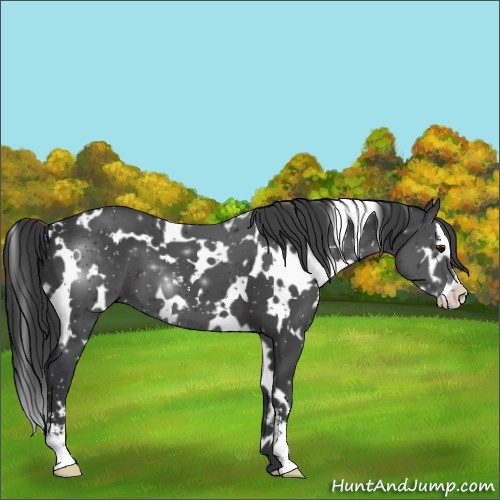 Horse Color:White Spotted Black Sabino 