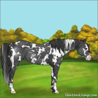 Horse Color:White Spotted Black Sabino 