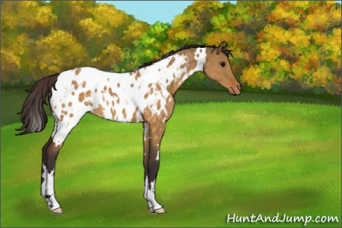 Horse Color:White Spotted Buckskin Dun Appaloosa 